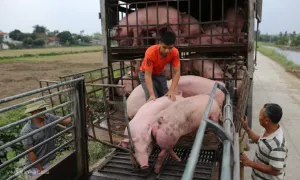 Giá heo hơi chạm đáy 5 năm, người nuôi thua lỗ